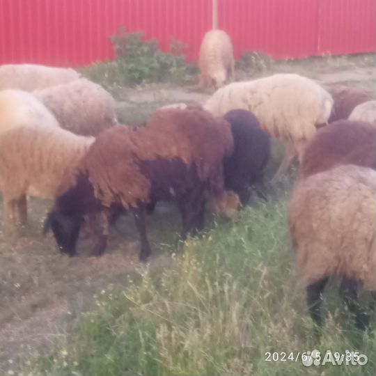 Овцы бараны