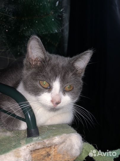 Котенок
