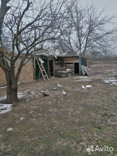 Продажа бакинских голубь