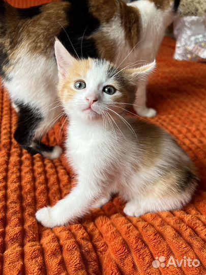 Котенок в добрые руки