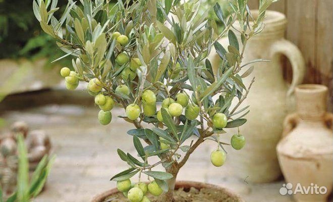 Семена оливкового дерева