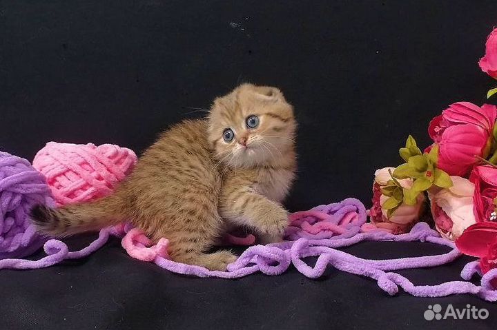 Шикарные котята/документы