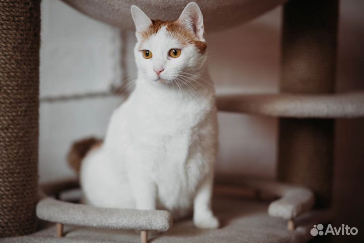 Кошка