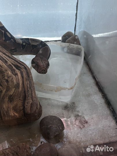 Императорский удав