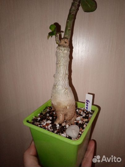 Адениум прививка