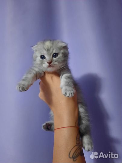 Британская вислоухая