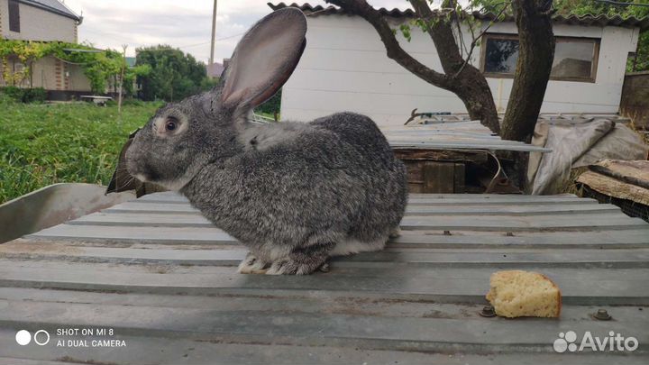 Кролики великаны, племянные, порода Фландр