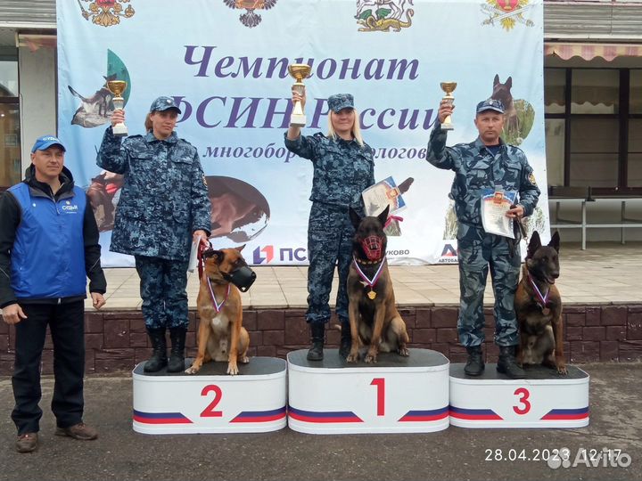Кобель для вязки
