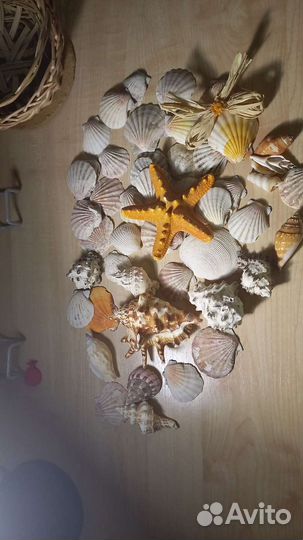 Продам ракушки с моря