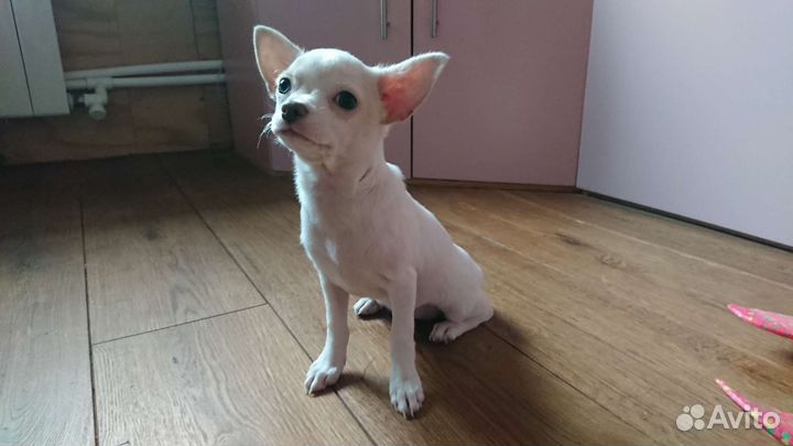 Девочка чихуахуа гладкошерстная