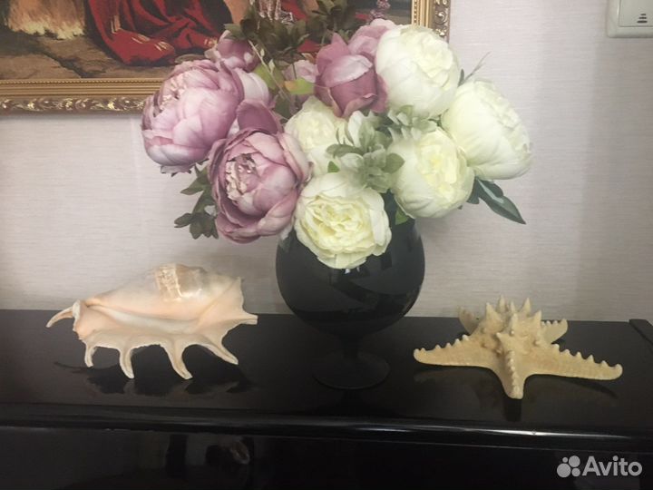 Морские ракушки раковины