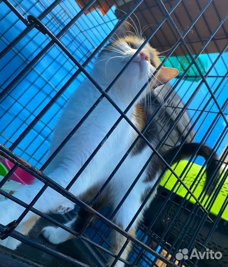 Трехцветная кошка в добрые руки