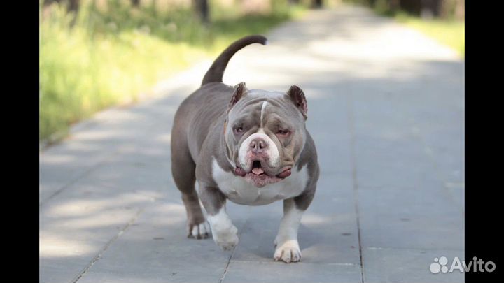 Красивые ласковый Дети- американский булли