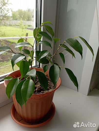 Продам цветы комнатные