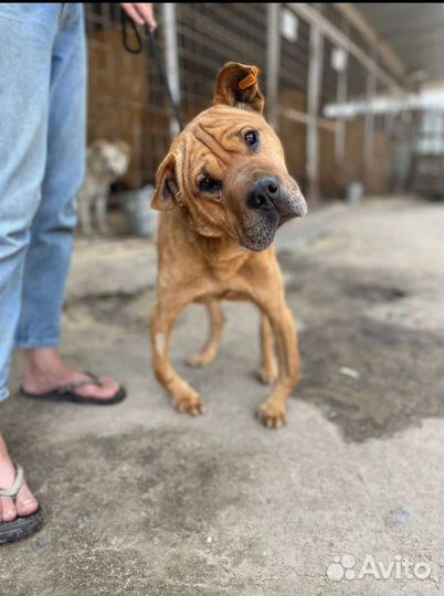 Метис шарпея в отлове