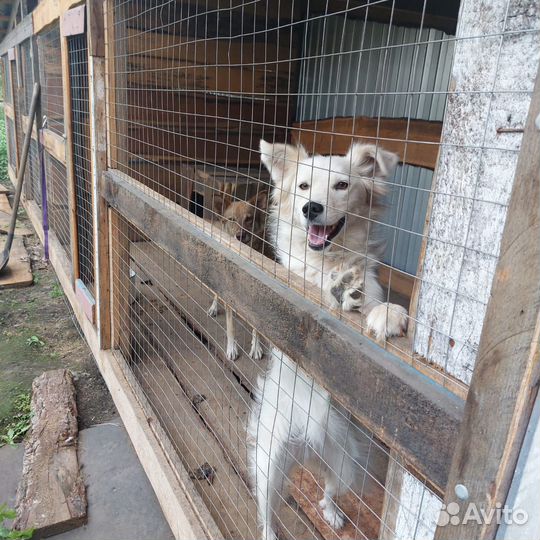 Собака в добрые руки