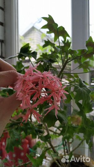 Пеларгония герань