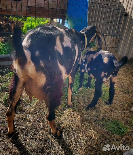 Продажа козлят