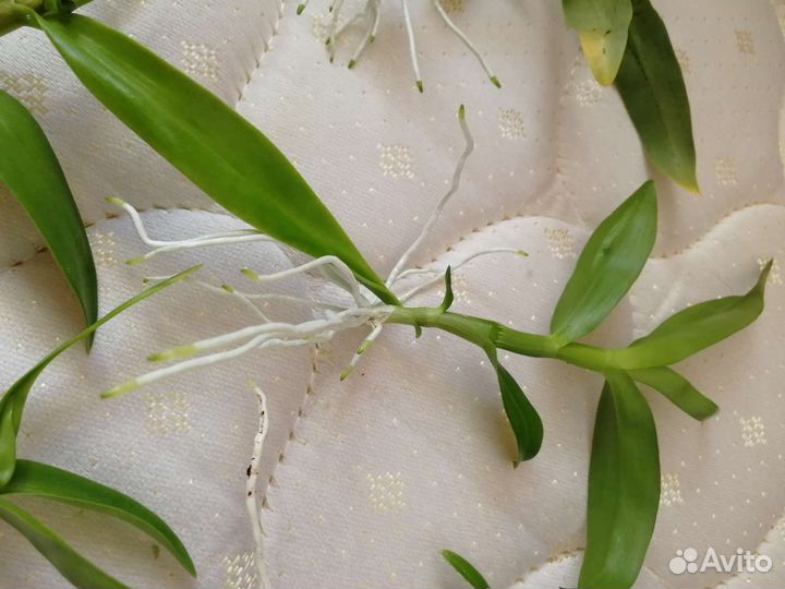 Дендробиум орхидея детки