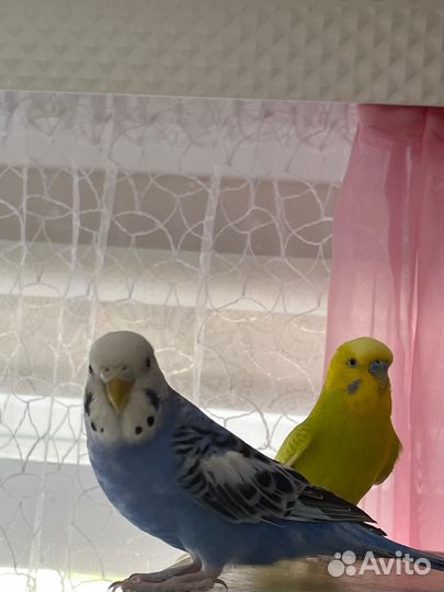 Попугай волнистые мальчик и девочка