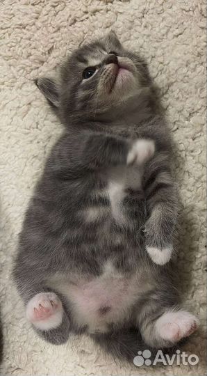 Котик в добрые руки