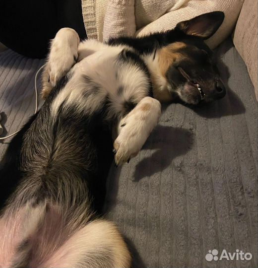 Щенок в добрые руки