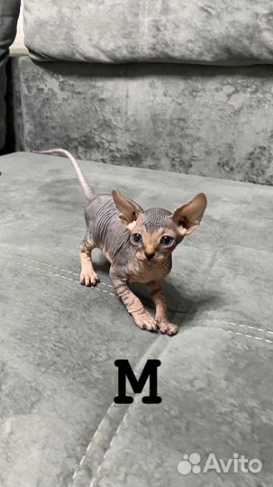 Канадский сфинкс