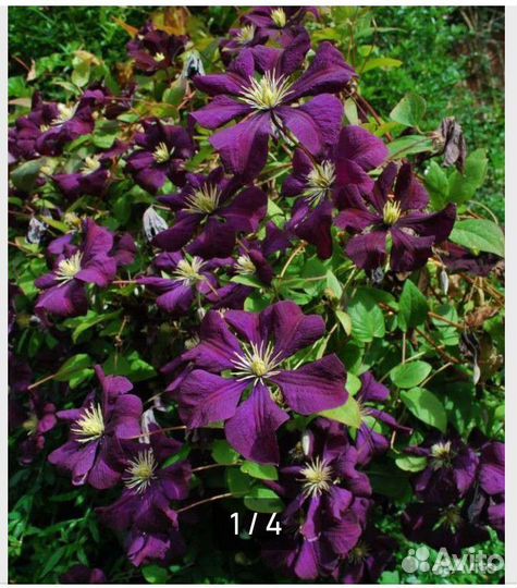 Клематис саженцы