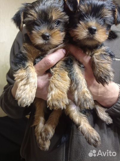 Йоркширский терьер