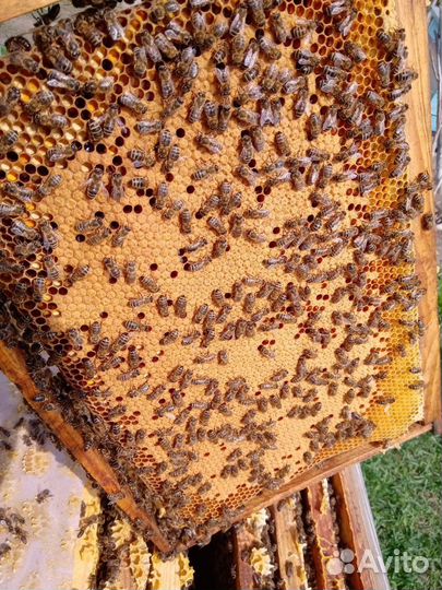 Пчелы, пчелопакеты, пчелосемьи Бакфаст