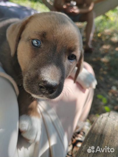 Собака в добрые руки отдам бесплатно