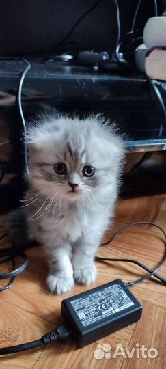 Котята продаются