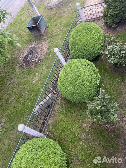 Самшит буксус