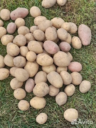 Продам картофель