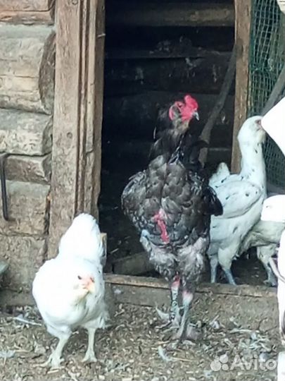 Племенная птица