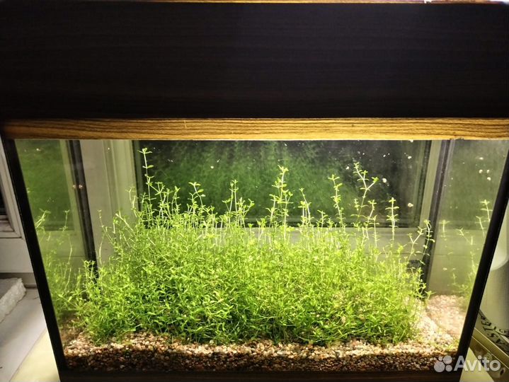 Аквариум с растениями 10 л