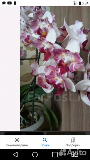 Орхидея фаленопсис