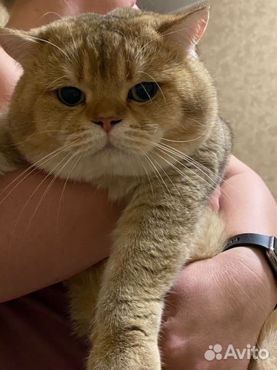 Британская золотая шиншилла вязка