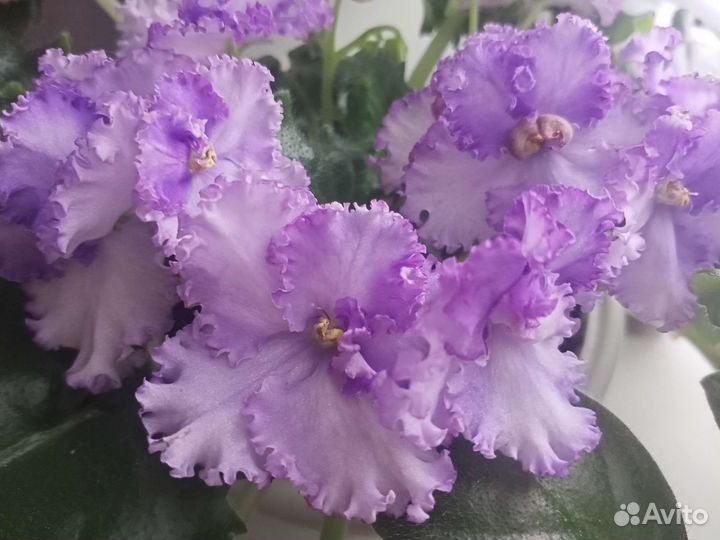 Сортовые фиалки