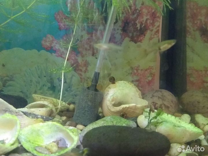 Аквариум с рыбками бу