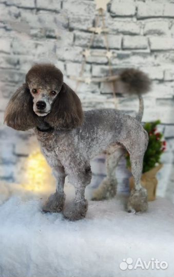 Собака для вязки