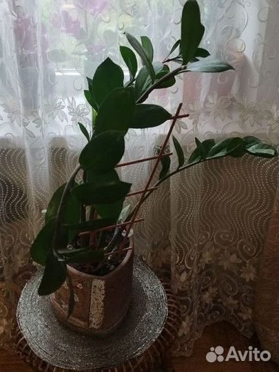 Замиокулькас