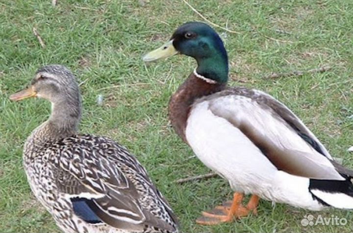 Утки и индюки