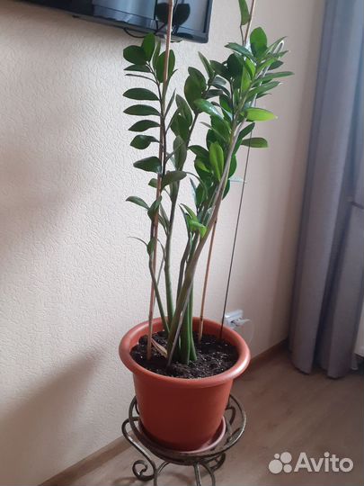 Замеакулькас