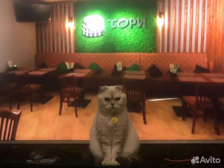Отдам в добрые руки