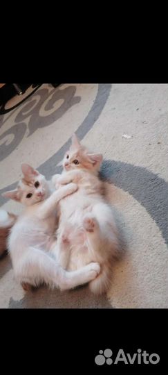 Котята