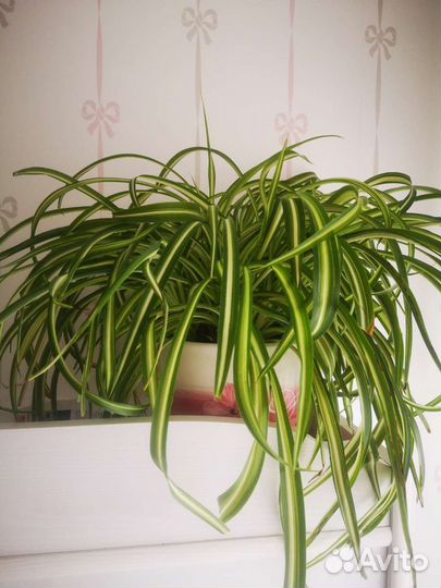 Хлорофитум хохлатый отростки
