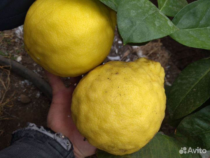 Цитрусовые растения