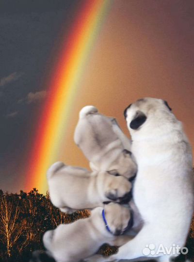 Щенки мопса