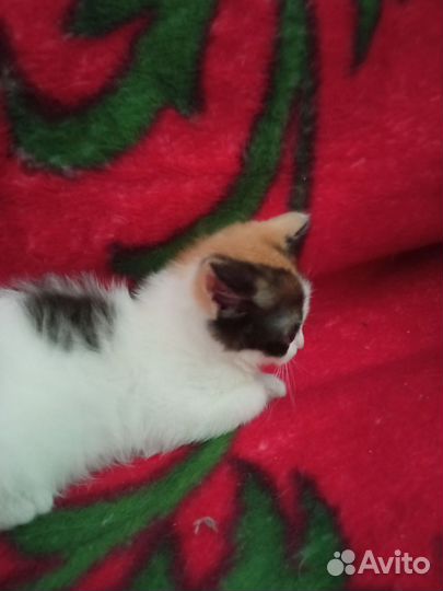 Кошки в добрые руки